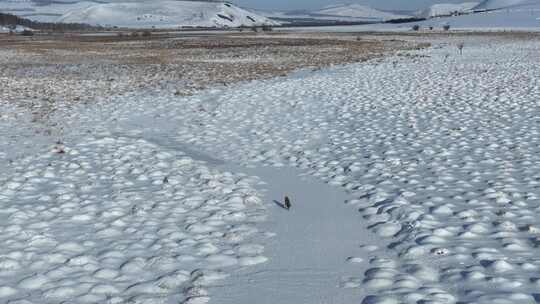 狐狸在雪地上