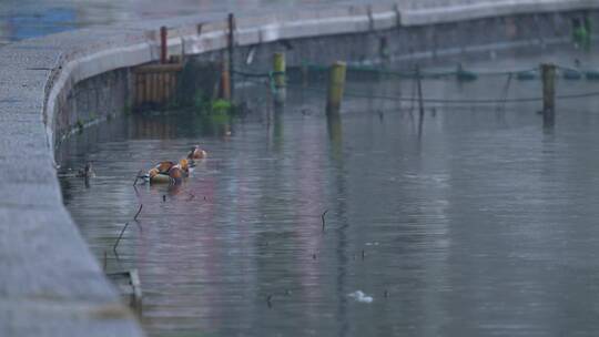 192 杭州 西湖 下雨天 鸳鸯 鸟