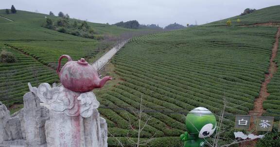 4k贵州白茶茶园