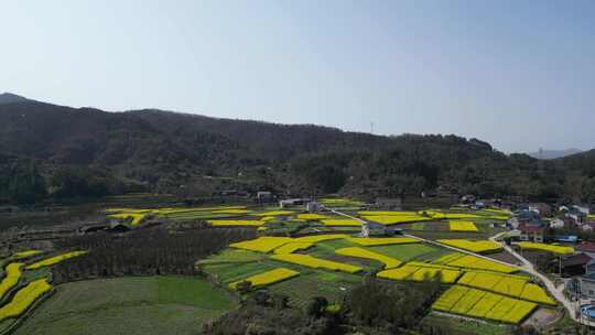 航拍乡村田野油菜花田