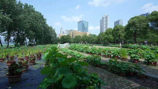 武汉沙湖公园荷花节