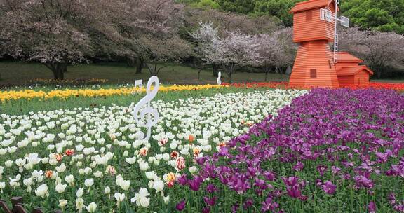 美丽风车郁金香花海