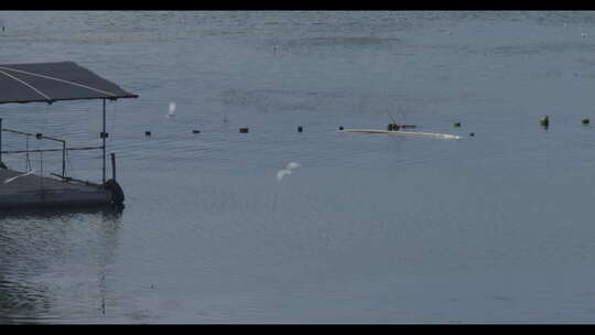 湖面上一群挥动翅膀自由飞翔的鸟儿视频素材模板下载