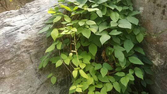 山中爬藤植物特写