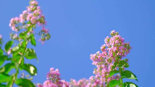 夏天的紫薇花盛开在蓝天下视频素材模板下载