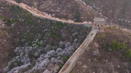 北京怀柔河防口长城山桃花