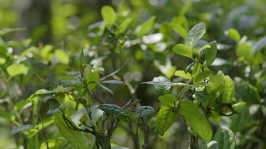 高山茶场 茶叶 茶山 绿茶 百叠岭 大风吹动