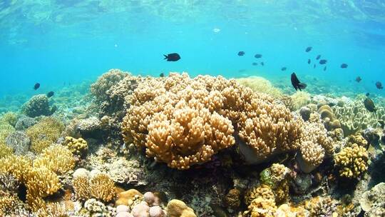 海底世界 珊瑚礁 鱼群视频素材模板下载