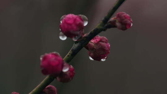 雨中盛开的梅花微距镜头特写