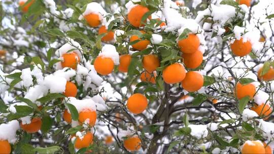 被大雪覆盖的橘子