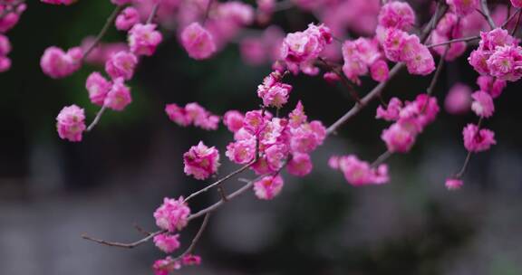 盛开的梅花花朵生机勃勃