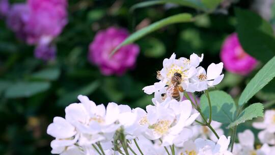 盛开的白色蔷薇花上采蜜的蜜蜂
