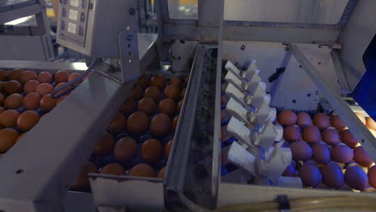 在生产线上移动的鸡蛋