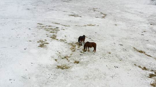 航拍冬季仙女山景区的野马在雪地吃草