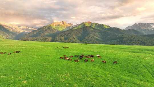 新疆伊犁 恰西草原 自然风光 旅行 马群