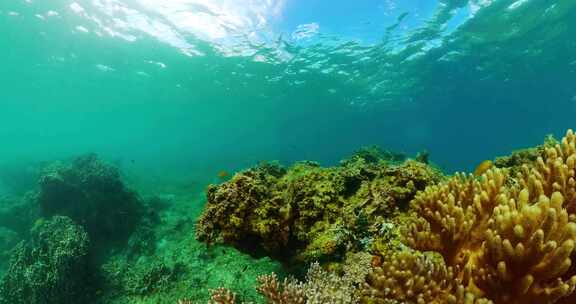 海洋生物珊瑚礁和热带鱼