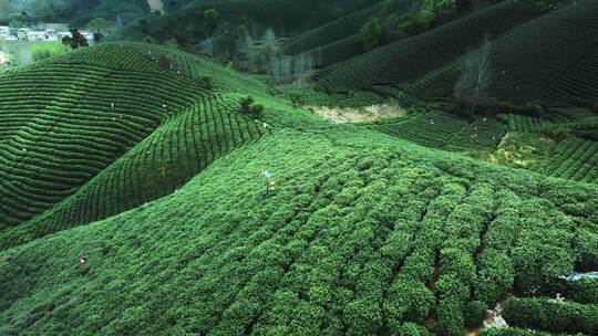 唯美茶园航拍