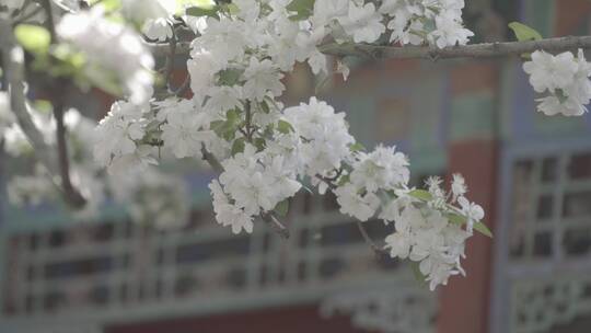 故宫花开 梨花