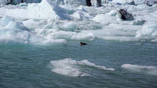 鸭子在冰岛Jokulsarlon冰川泻湖视频素材模板下载