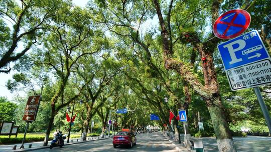 广西桂林城市道路绿树成荫的街道