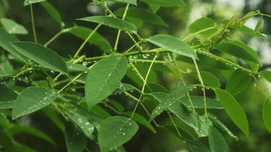 下雨中绿叶水滴水珠春雨