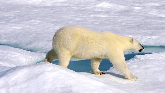 北极熊保护环境温室效应动物世界人与自然