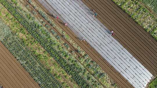冬季蔬菜基地萝卜覆膜
