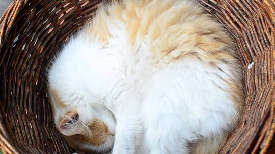 在竹篮里睡觉的小猫咪