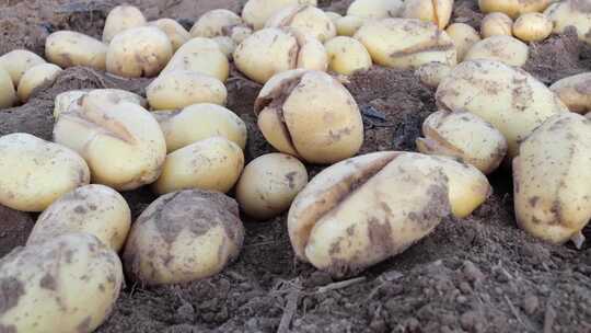 土豆种植 马铃薯种植 开裂