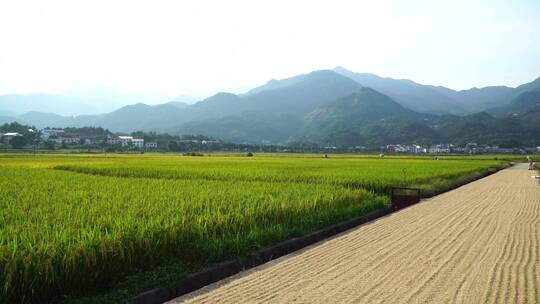 南岳衡山水帘洞风景区乡村稻田风光