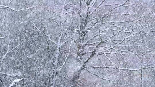 冬季大雪视频素材模板下载