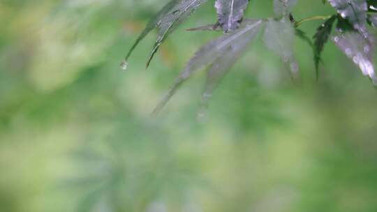 雨天的植物叶子4K