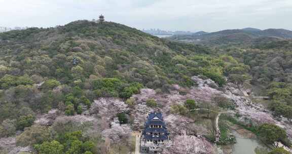 无锡鼋头渚樱花盛开满目樱花