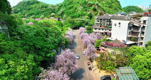 航拍柳州城市建筑春季紫荆花