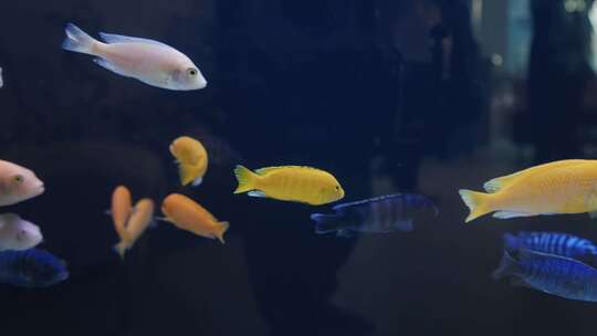 鱼缸热带鱼视频素材模板下载