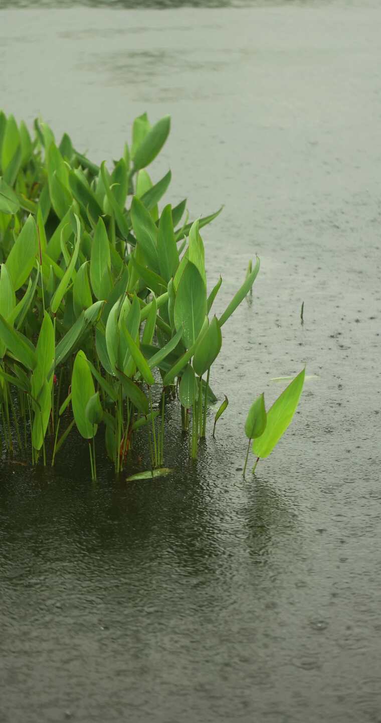 （慢镜）下雨天雨水落在湖面上水草摇曳