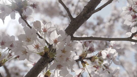 春天在风中摇曳的樱花