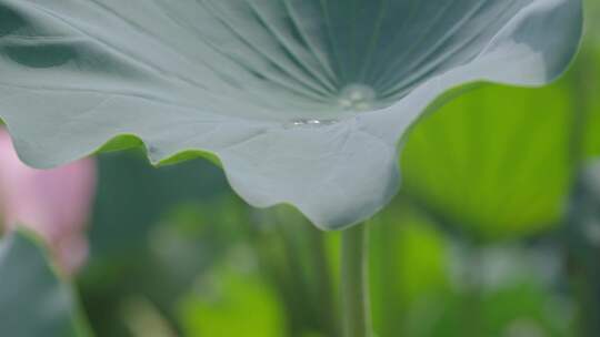 荷花 荷叶 荷花池视频素材模板下载