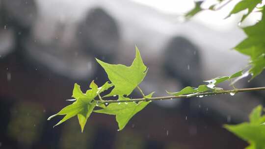 下雨雨滴