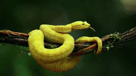 蛇 树上的蛇 白蛇 蛇科动物