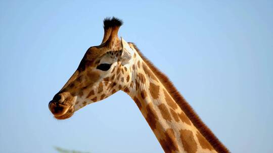 长颈鹿头部特写野生动物动物园