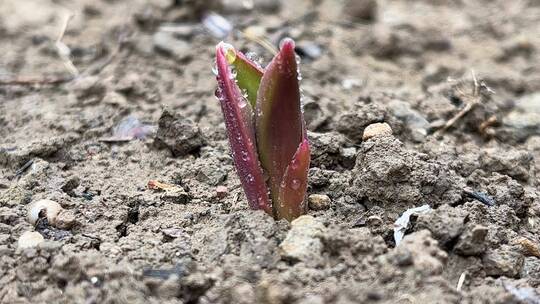 郁金香植物发芽萌芽特写微距镜头