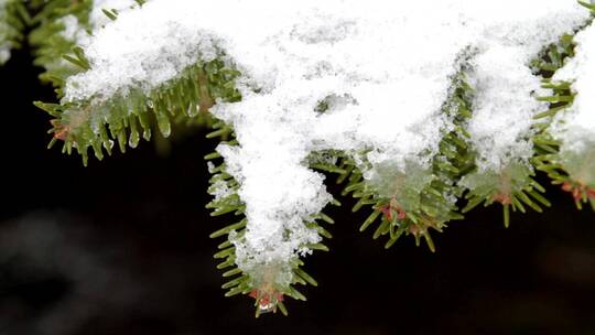 松树树枝上融化的积雪