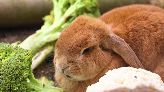 棕色的小兔子在吃蔬菜