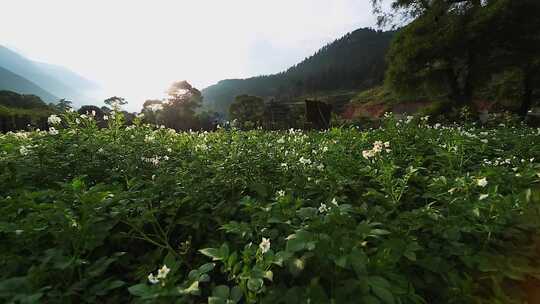 土豆地洋芋花视频素材模板下载