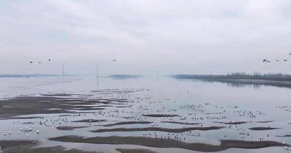 冬季长江浅水区候鸟栖息航拍