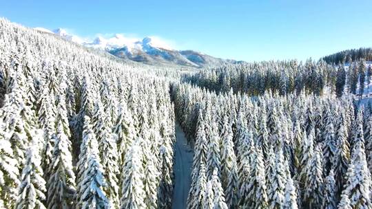 雪景大兴安岭针叶林冬季白雪覆盖森林视频素材模板下载