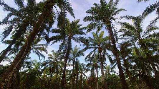 棕榈树种植园的时间推移。放大