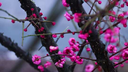 雪中梅花 雨中腊梅花 红色腊梅 1116