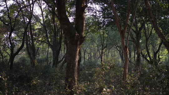 西双版纳普洱森林树林茶树古茶树